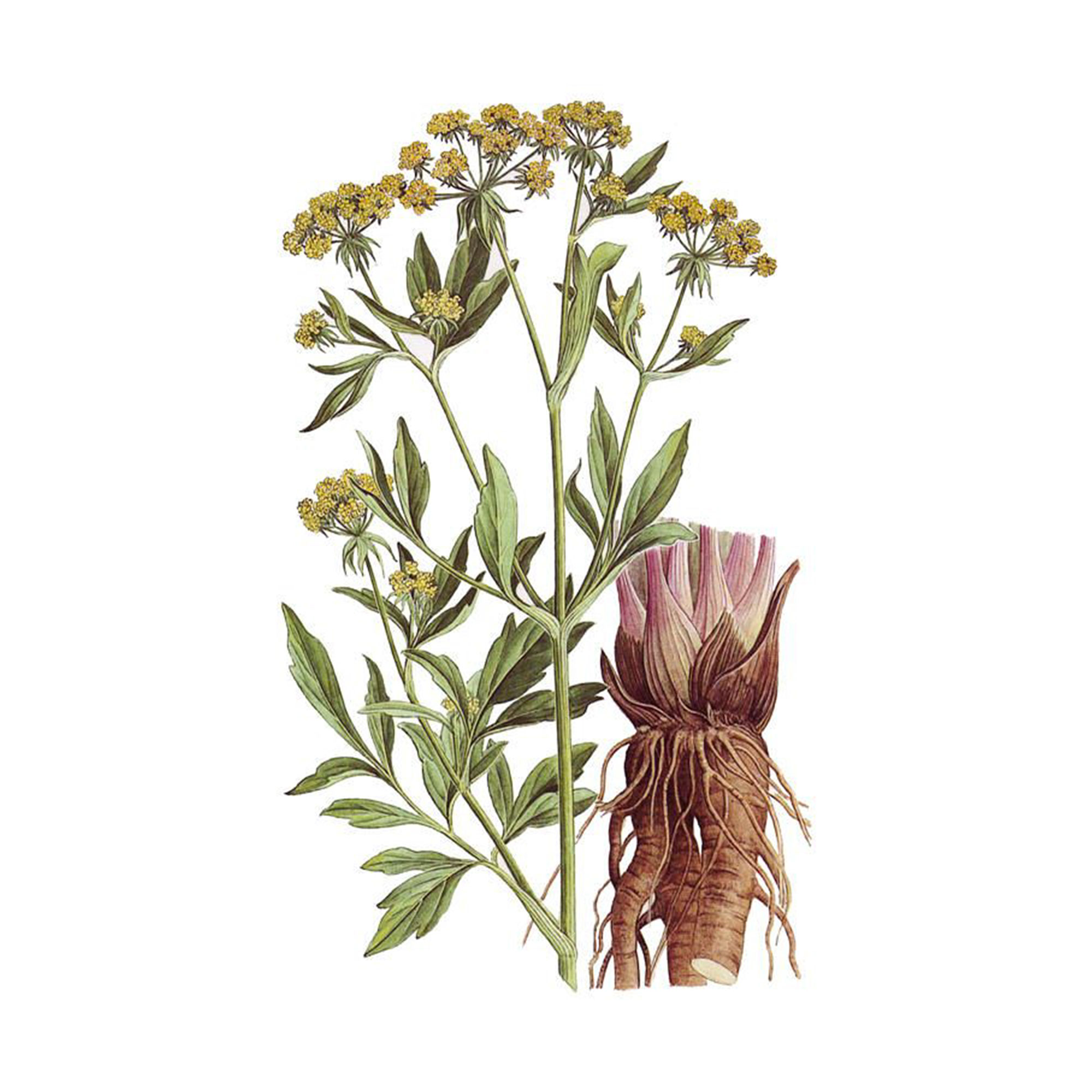 Экстракт корня любистока Live Extract, купить от производителя «Травы Байкала» оптом