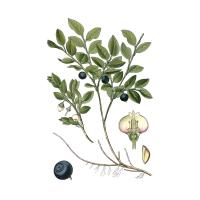 Черники побегов экстракт LE, пакет вакуумный, 1кг