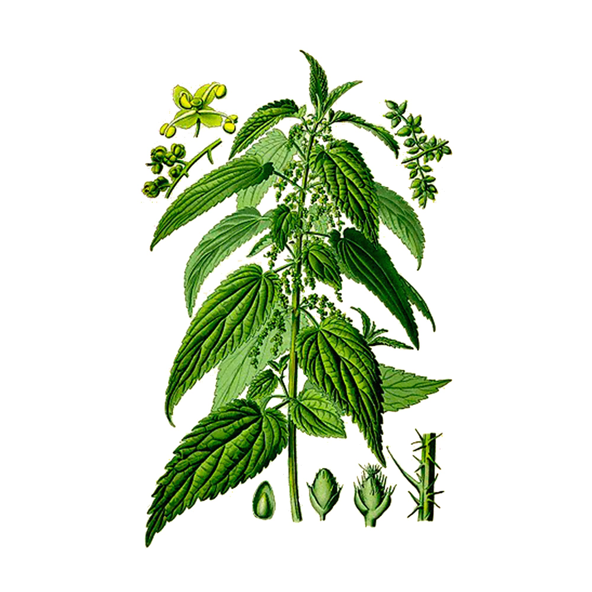 Экстракт листа крапивы Live Extract, купить от производителя «Травы Байкала» оптом