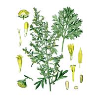 Экстракт травы полыни горькой Live Extract