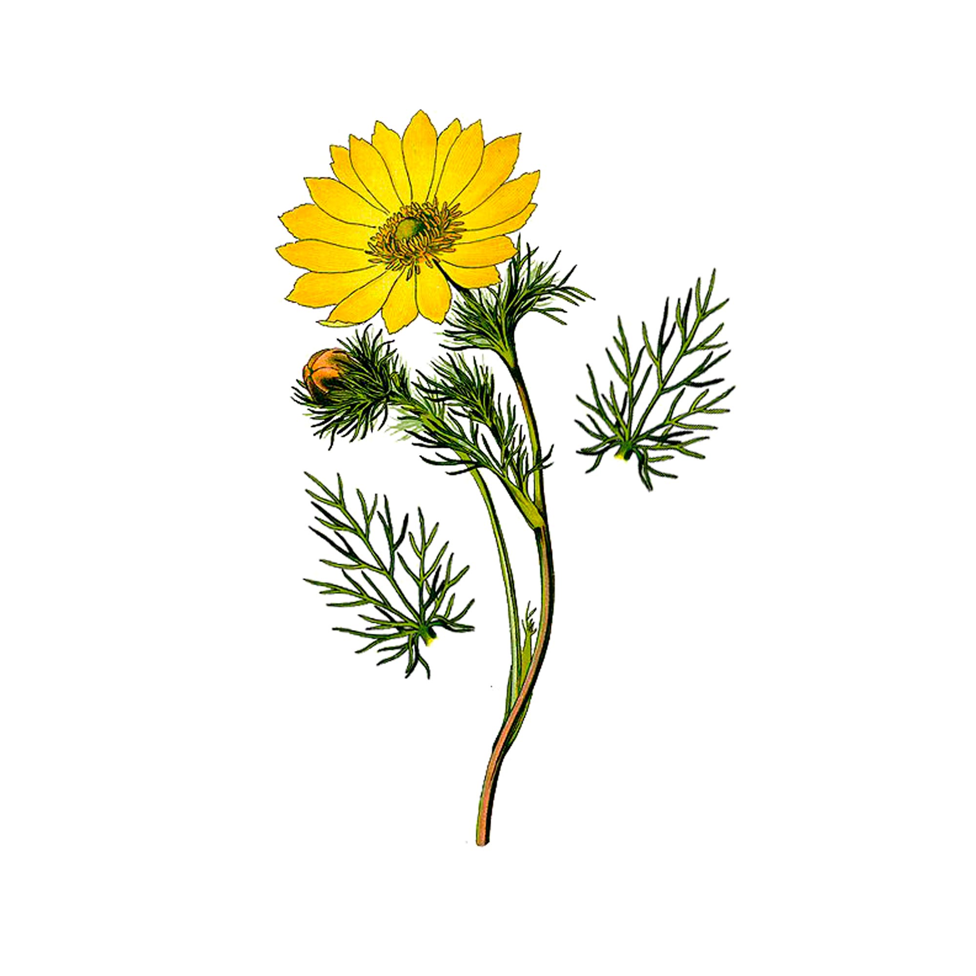 Экстракт травы адониса Live Extract, купить от производителя «Травы Байкала» оптом