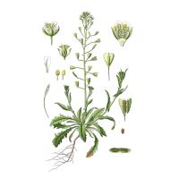 Экстракт травы пастушьей сумки Live Extract