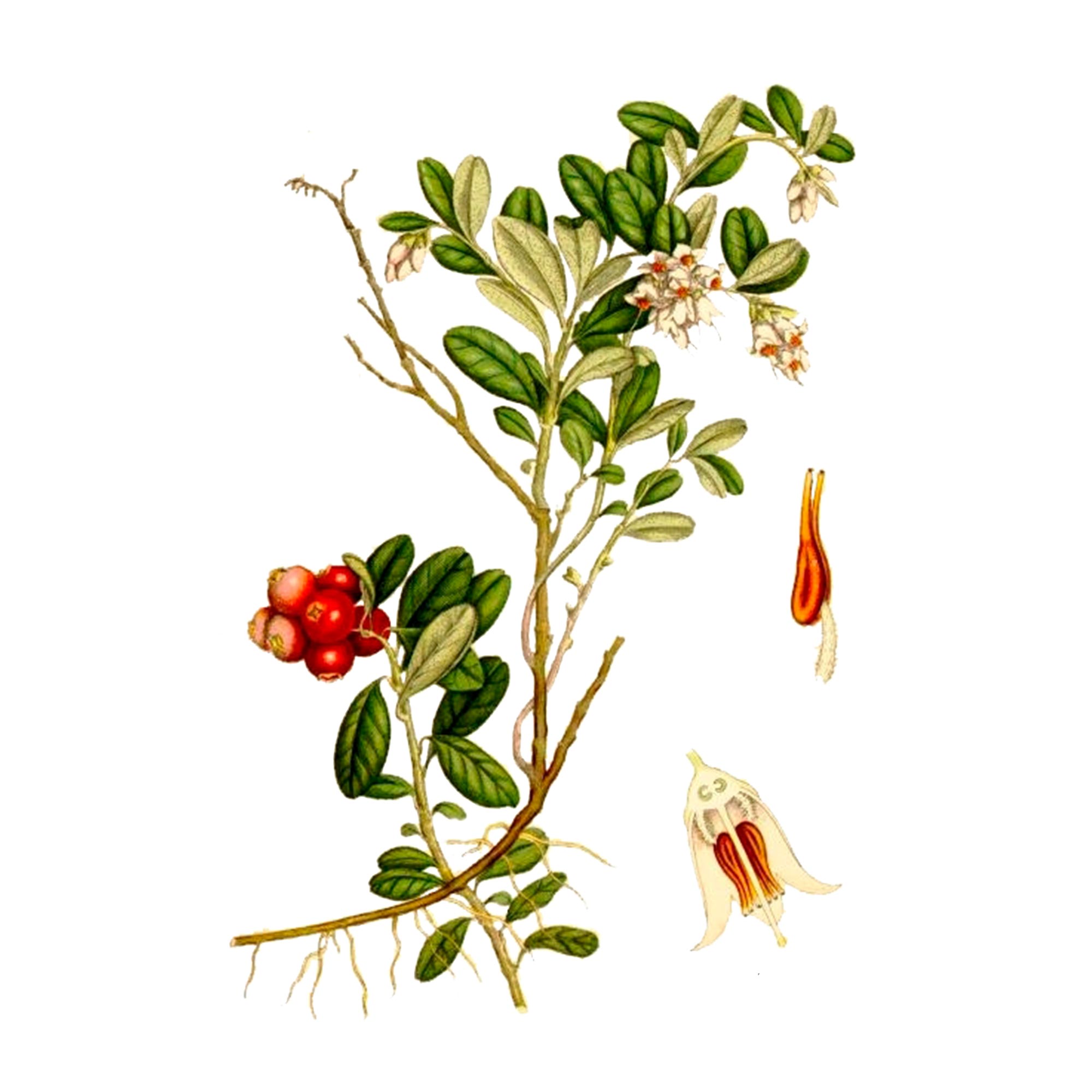 Корень брусники. Брусника (Vaccinium Vitis-idaea). Брусника обыкновенная ботаника. Брусника обыкновенная (Vaccinium Vitis-idaea). Брусника обыкновенная гербарий.