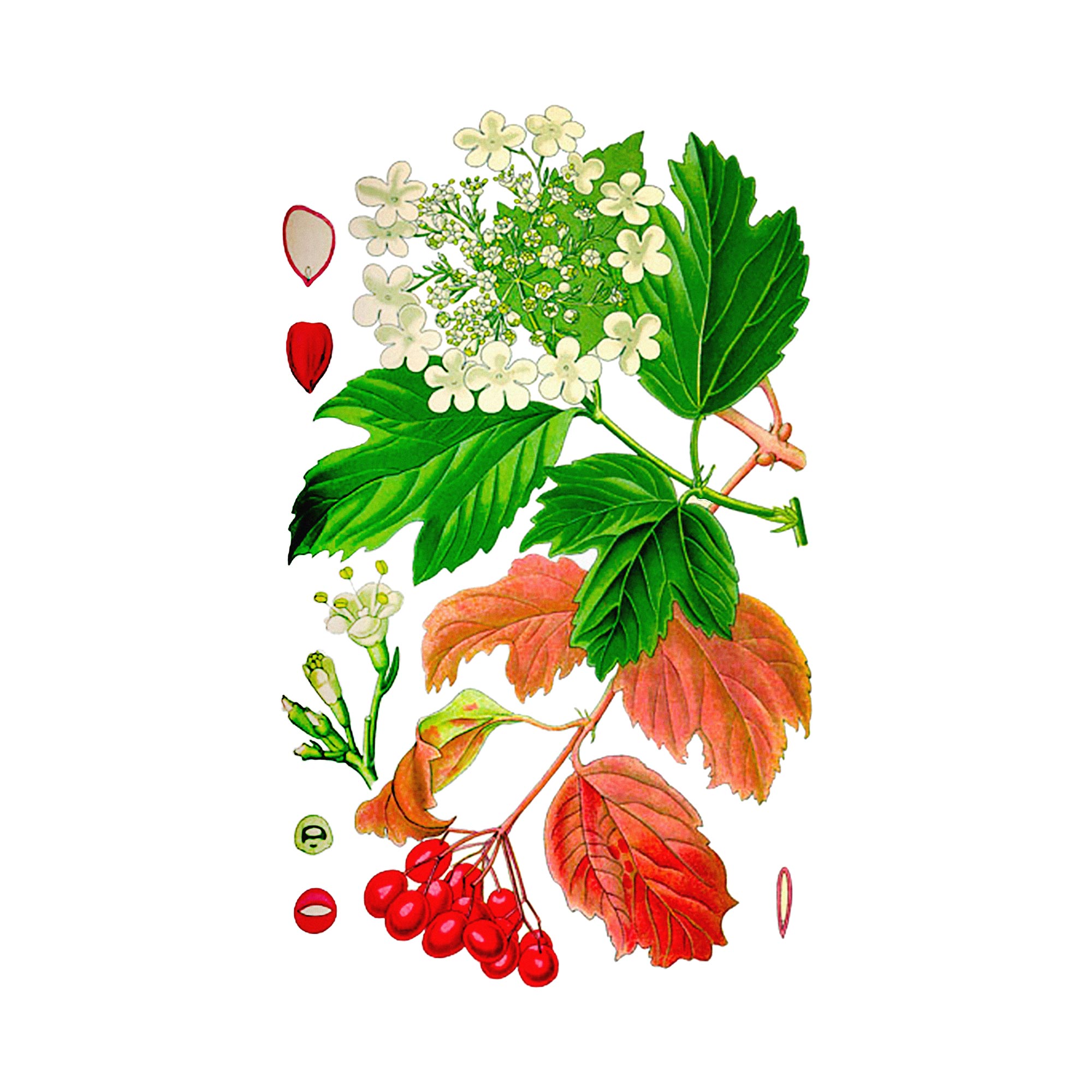 Экстракт плодов калины Live Extract, купить от производителя «Травы Байкала» оптом