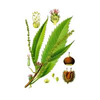 Экстракт плодов каштана конского Live Extract