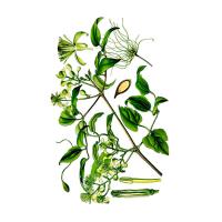 Экстракт травы ломоноса шестилепесткового Live Extract