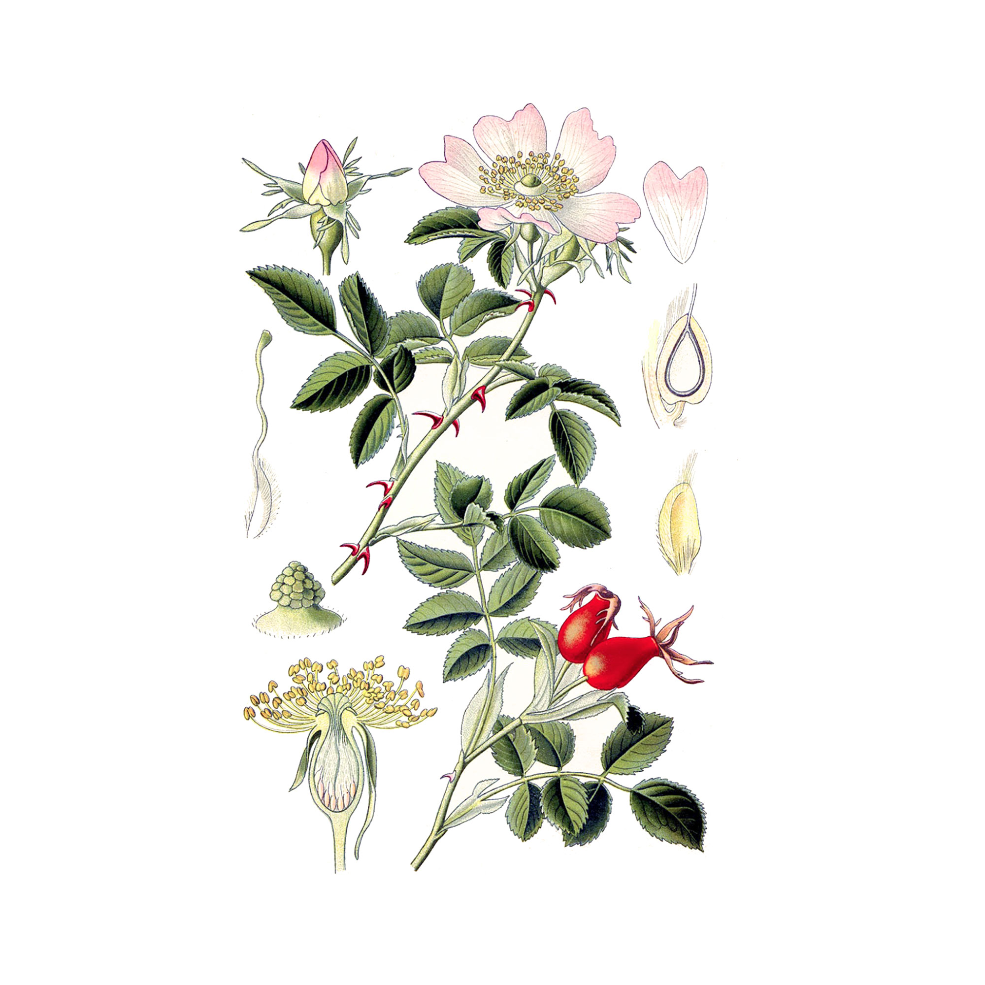 Экстракт плодов шиповника Live Extract, купить от производителя «Травы Байкала» оптом