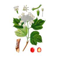 Экстракт коры калины Live Extract