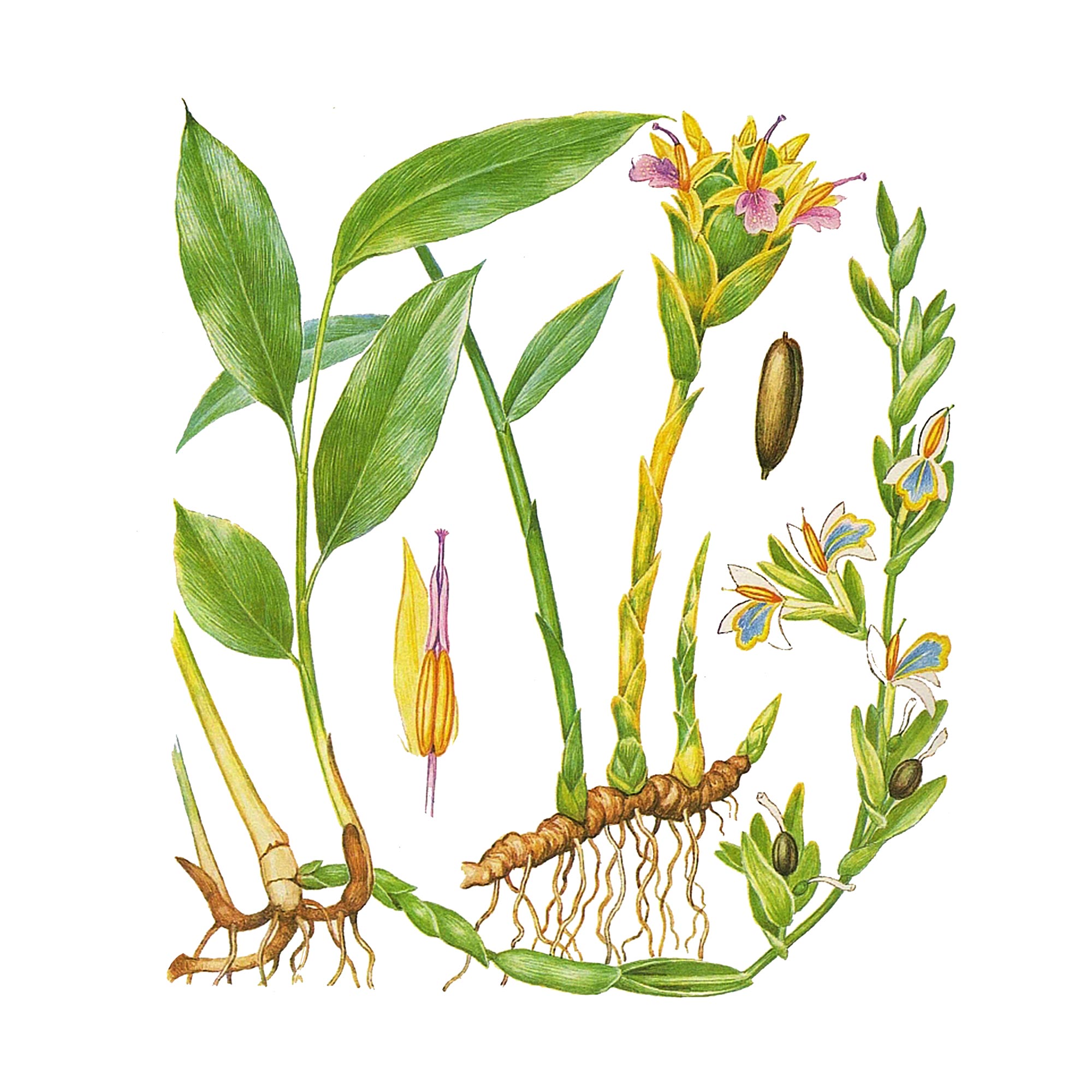 Экстракт корня имбиря Live Extract, купить от производителя «Травы Байкала» оптом