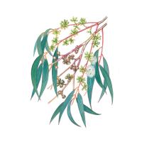 Экстракт листьев эвкалипта прутовидного Live Extract