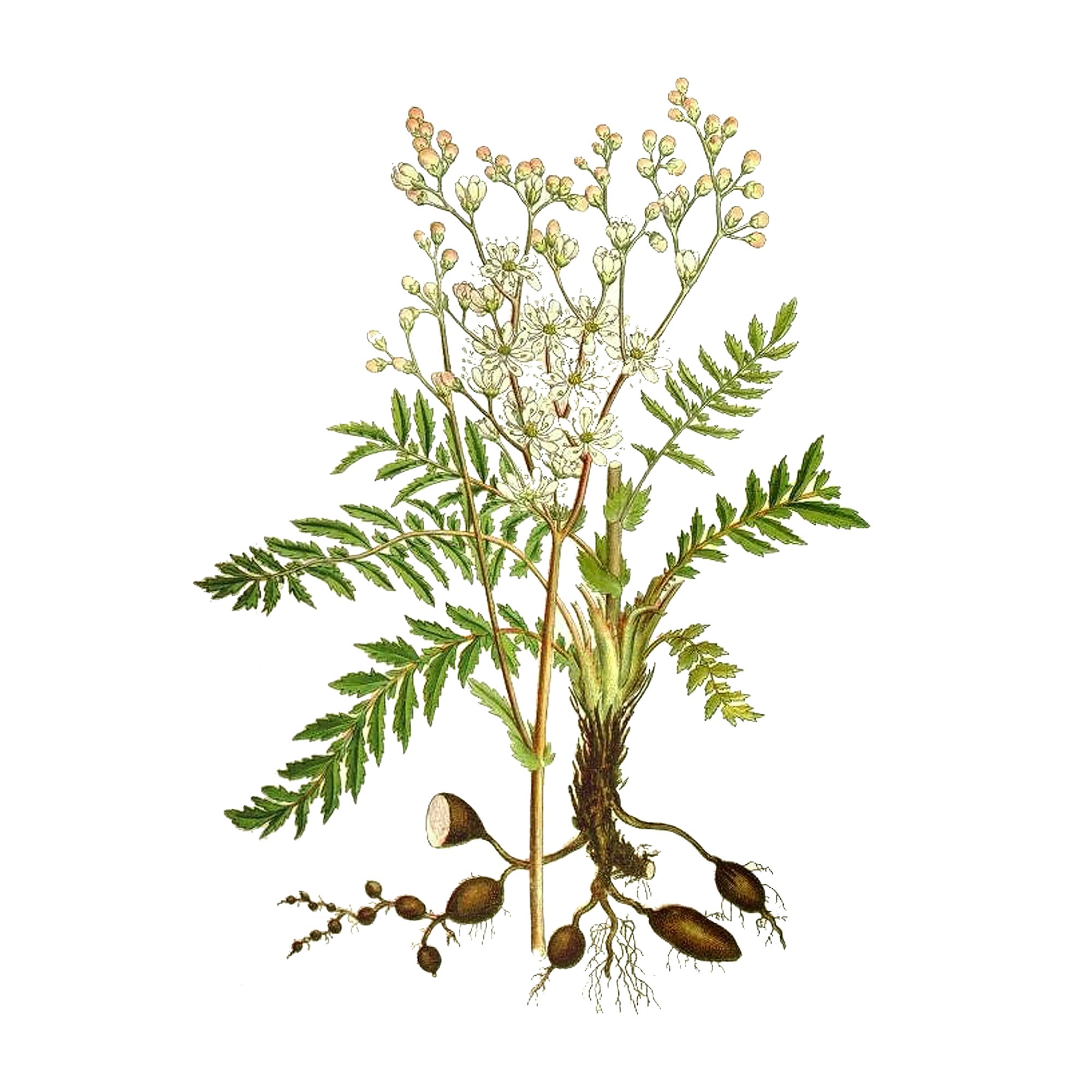 Экстракт травы лабазника вязолистного Live Extract, купить от производителя «Травы Байкала» оптом