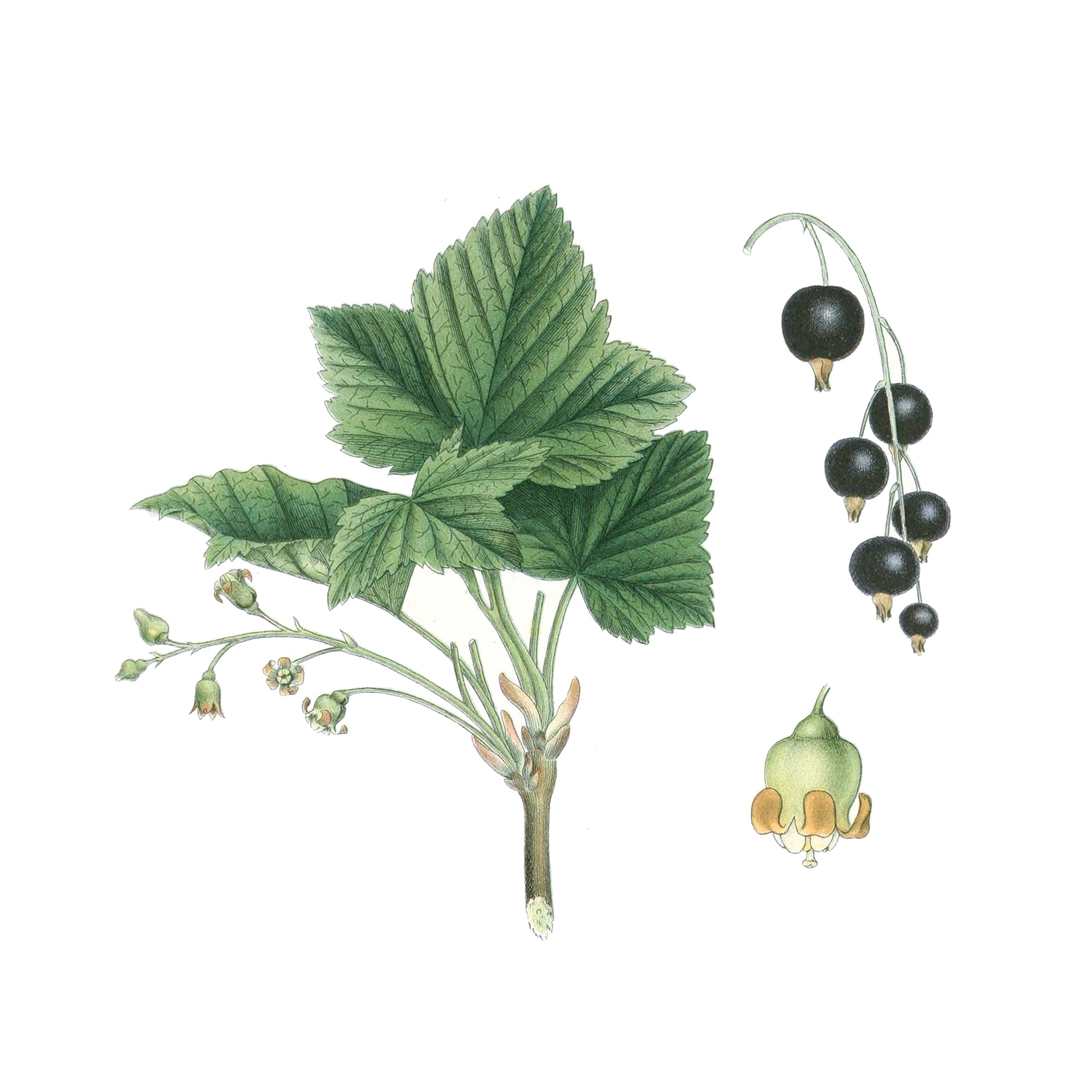 Экстракт плодов смородины Live Extract, купить от производителя «Травы Байкала» оптом