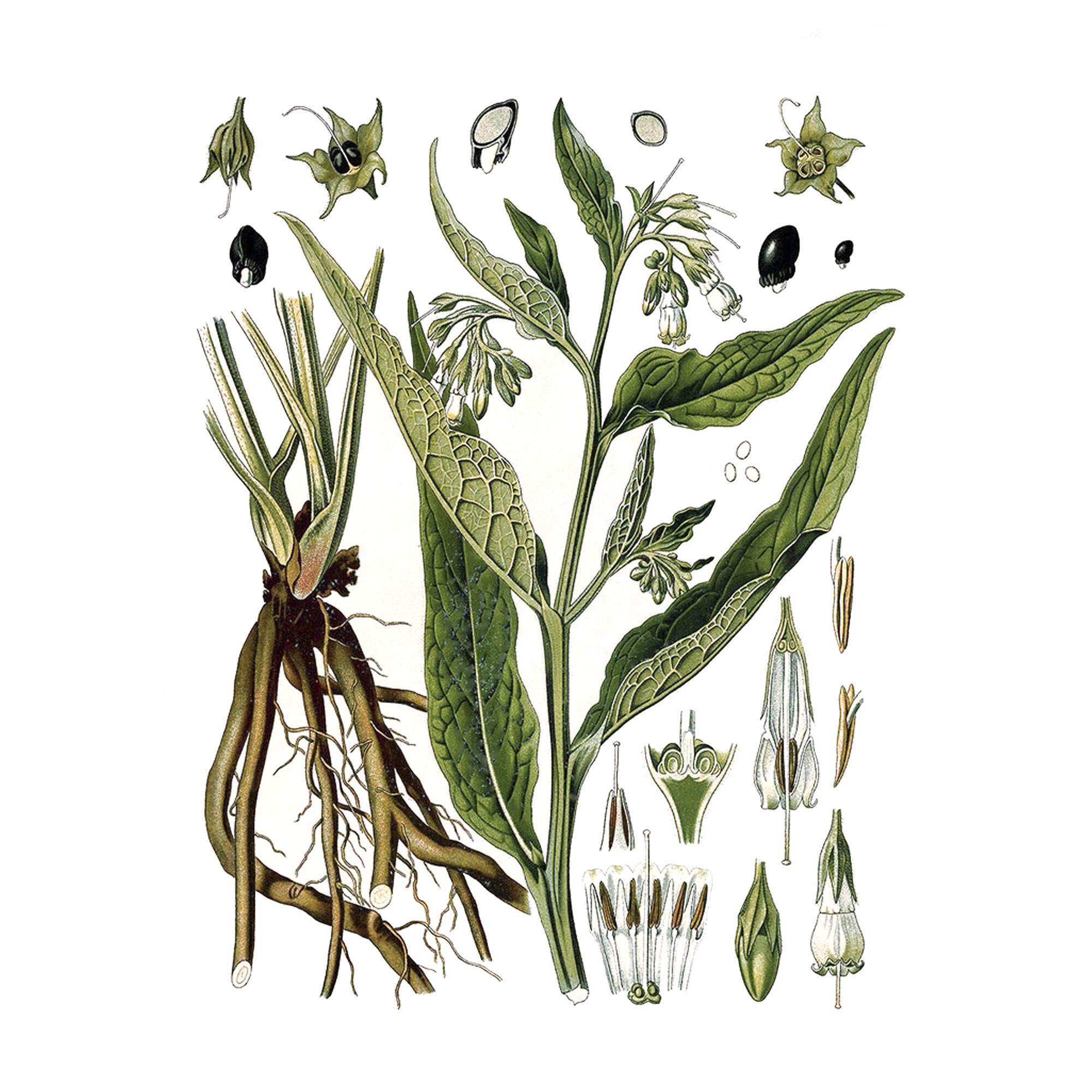 Окопника лекарственного (Symphytum officinale L.) корней экстракт LE, пакет крафт с zip-lock, 100 г