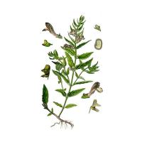 Экстракт травы шлемника Live Extract