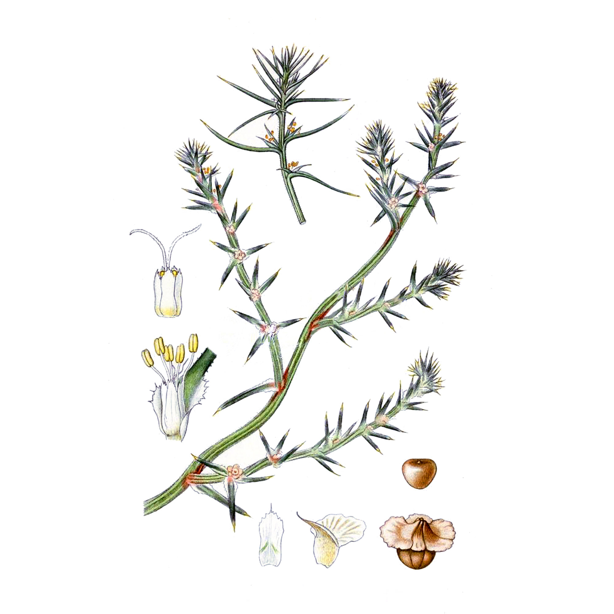 Экстракт травы солянки холмовой Live Extract, купить от производителя «Травы Байкала» оптом