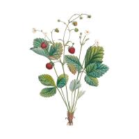 Экстракт листьев земляники Live Extract