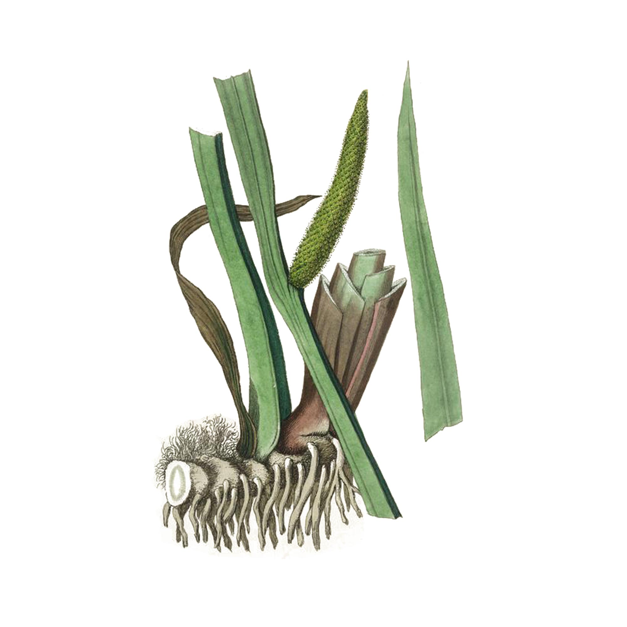 Экстракт корней аира тростникового Live Extract, купить от производителя «Травы Байкала» оптом