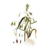 Экстракт овса, зерно молочной спелости Live Extract