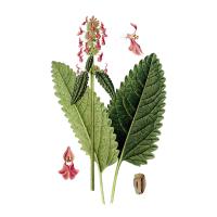 Экстракт травы буквицы лиственной Live Extract