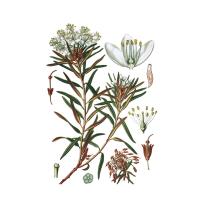 Экстракт побегов багульника болотного Live Extract