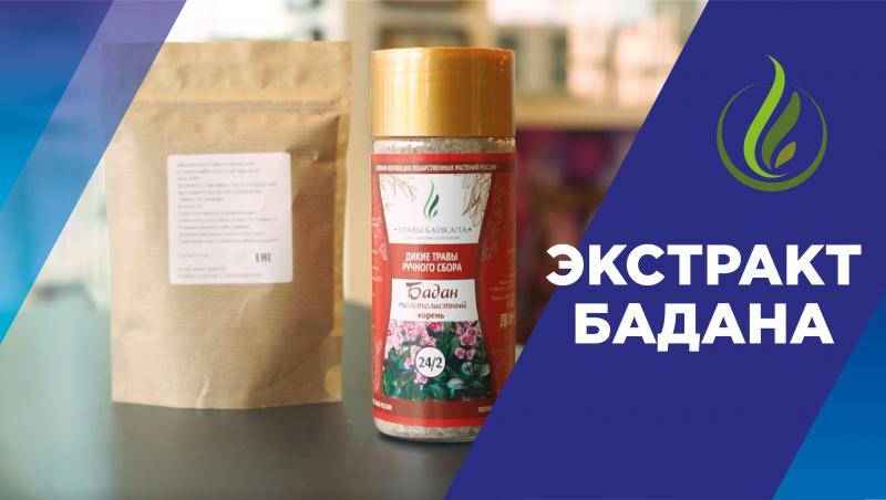 «А вы пробовали?»: узнайте о пользе корней бадана толстолистного