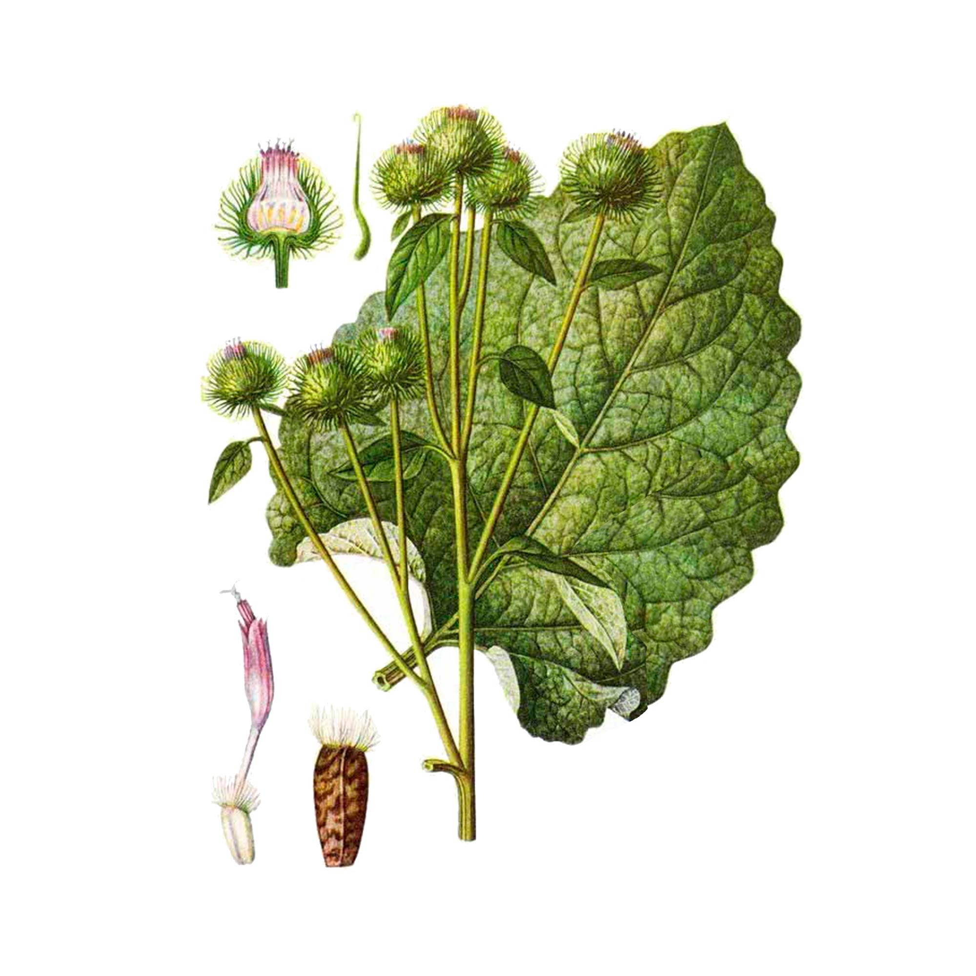 Экстракты листьев лопуха Live Extract, купить от производителя «Травы Байкала» оптом