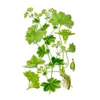 Экстракт травы манжетки Live Extract