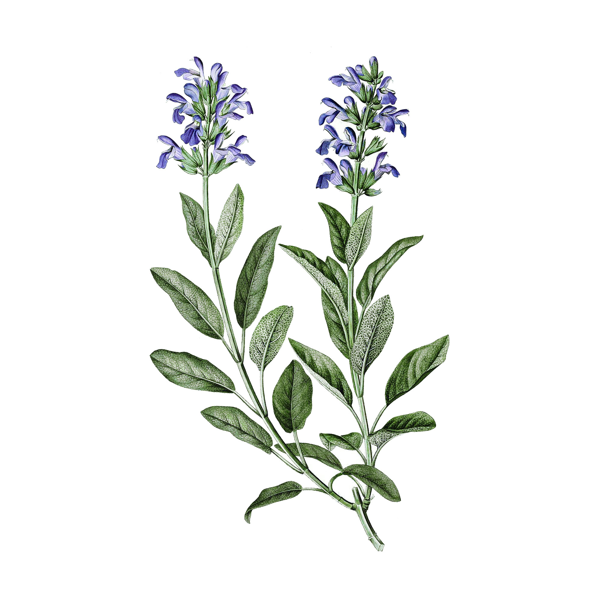 Экстракт травы шалфея аптечного Live Extract, купить от производителя «Травы Байкала» оптом