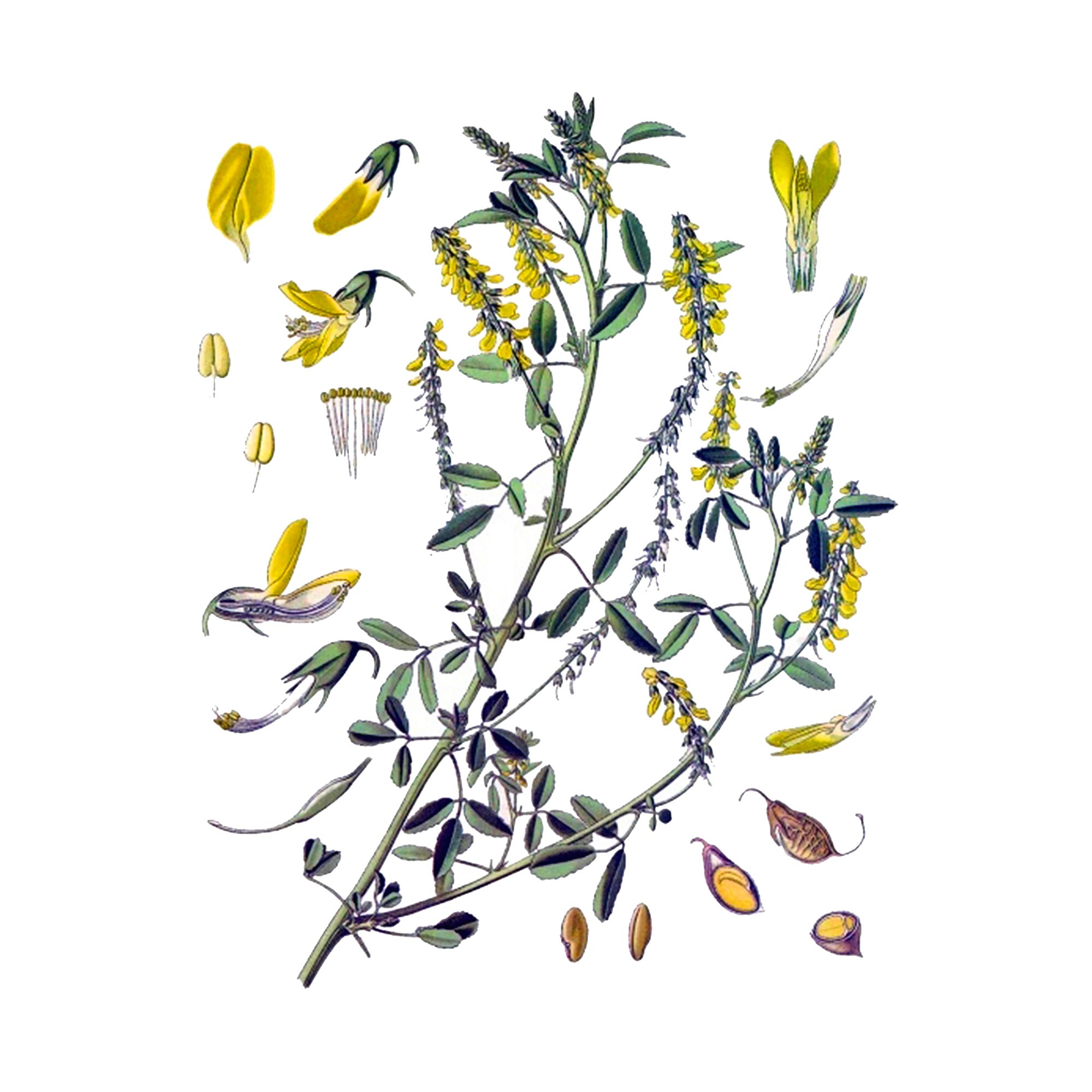 Экстракт травы донника лекарственного Live Extract, купить от производителя «Травы Байкала» оптом