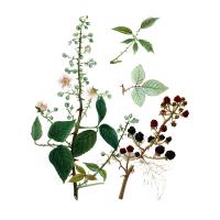 Экстракты листьев ежевики Live Extract