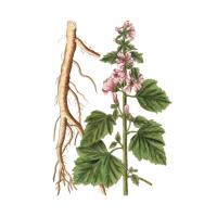 Экстракт корней алтея лекарственного Live Extract