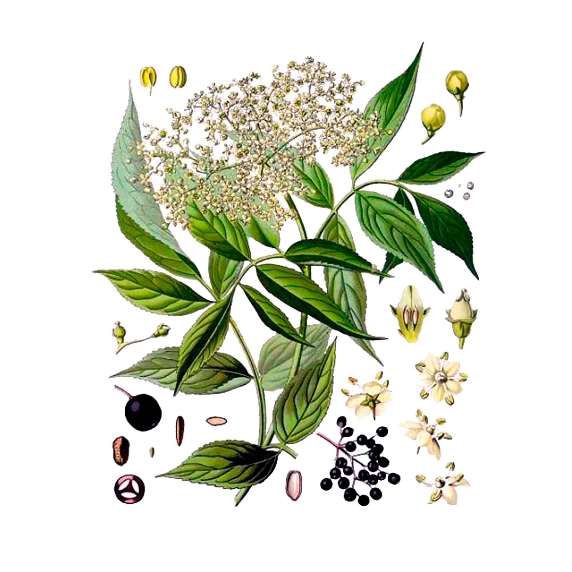 Экстракт плодов бузины Live Extract, купить от производителя «Травы Байкала» оптом