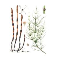 Экстракт травы хвоща полевого Live Extract