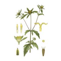 Экстракт травы череды трехраздельной Live Extract