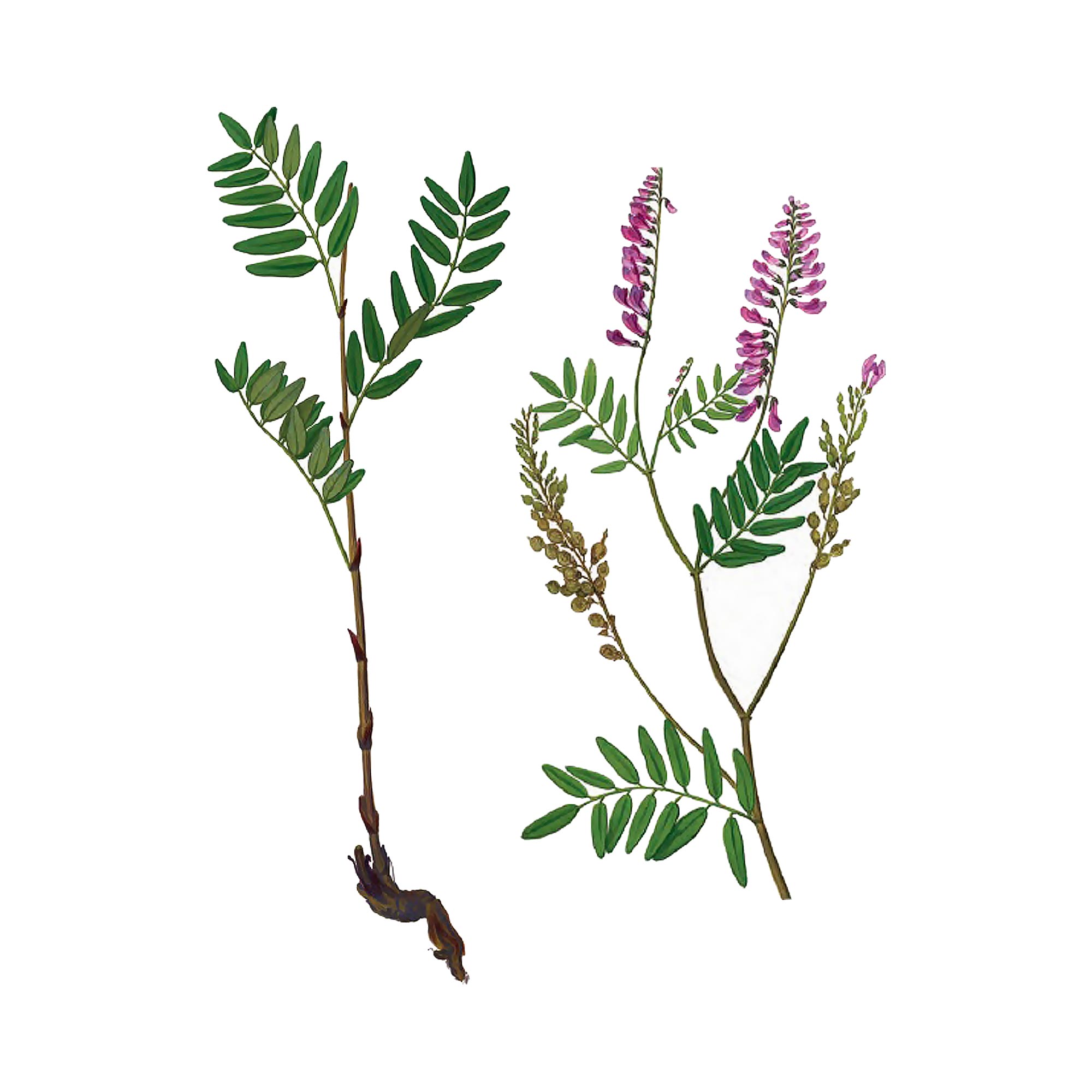 Экстракт травы копеечника альпийского Live Extract, купить от производителя «Травы Байкала» оптом