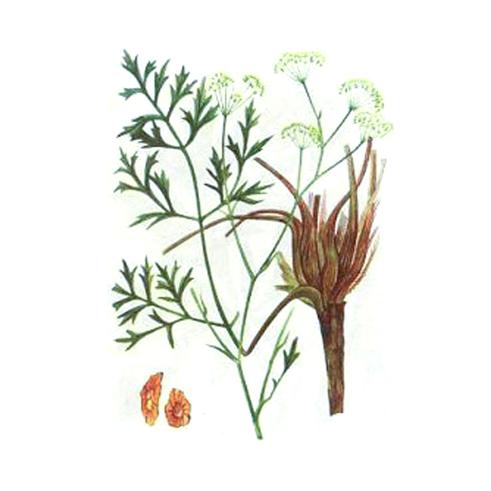 Экстракт корня сапожниковии ростопыренной Live Extract, купить от производителя «Травы Байкала» оптом