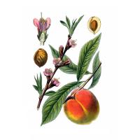 Экстракт листьев персика Live Extract