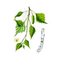 Экстракт коры березы Live Extract