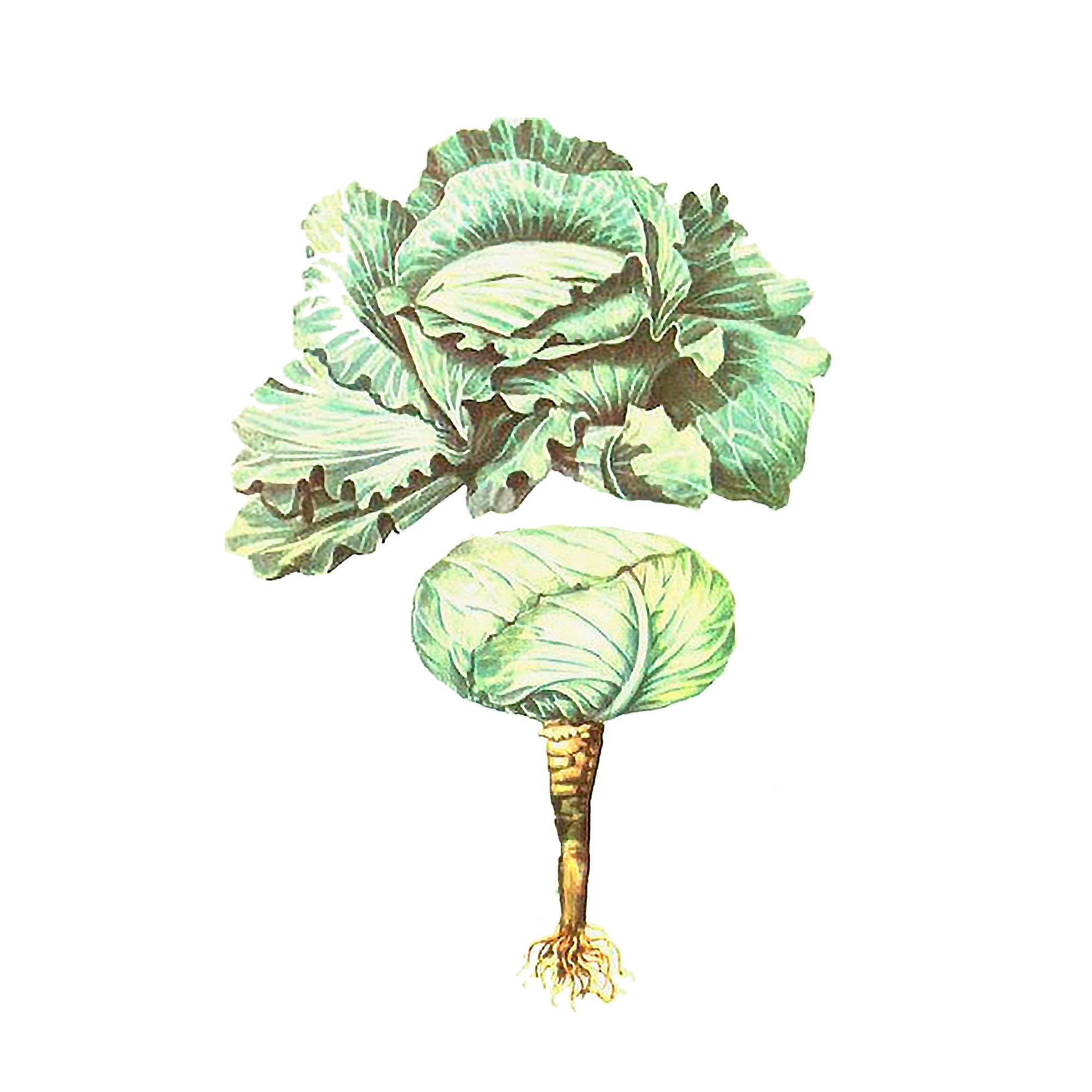 Экстракты плодов капусты белокочанной Live Extract, купить от производителя «Травы Байкала» оптом