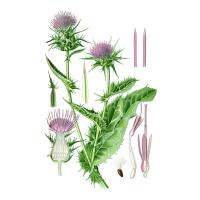 Экстракт плодов (семян) расторопши пятнистой Live Extract