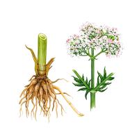 Экстракты корней валерианы лекарственной Live Extract