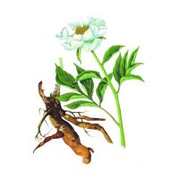 Экстракт корней марьина корня Live Extract