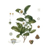 Экстракт листьев чая зеленого Live Extract