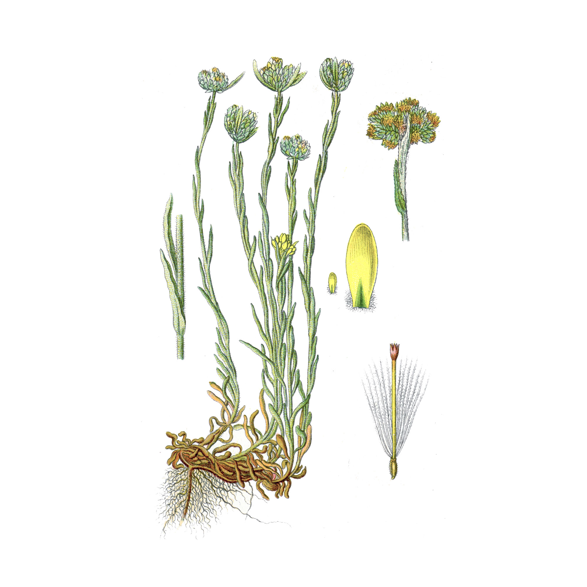 Экстракт травы бессмертника (цмина) Live Extract, купить от производителя «Травы Байкала» оптом