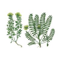 Экстракт травы астрагала шерстистоцветкового Live Extract