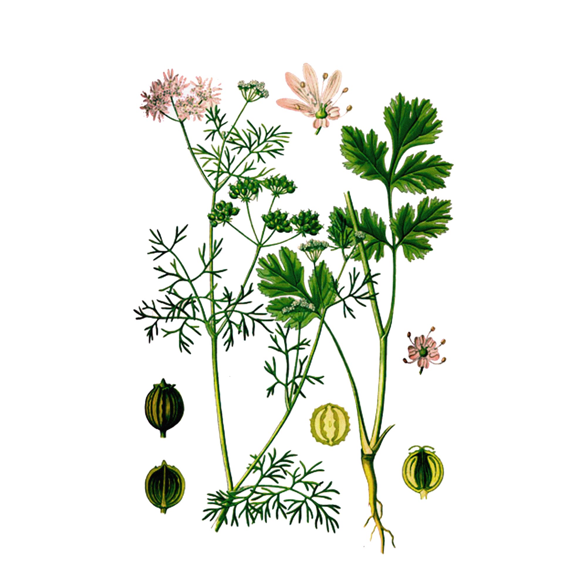 Экстракт плодов кориандра Live Extract, купить от производителя «Травы Байкала» оптом