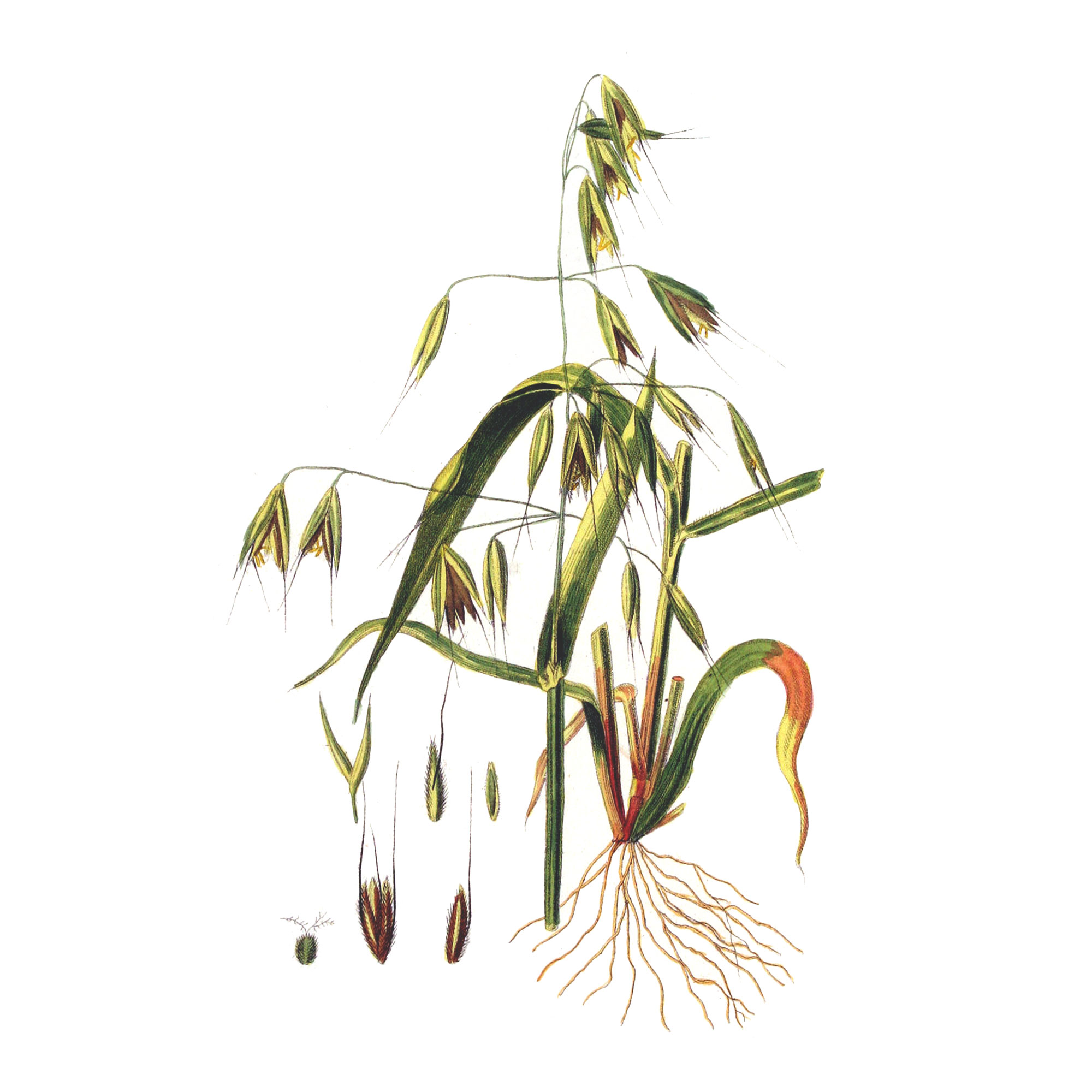 Экстракт овса, зерно молочной спелости Live Extract, купить от производителя «Травы Байкала» оптом