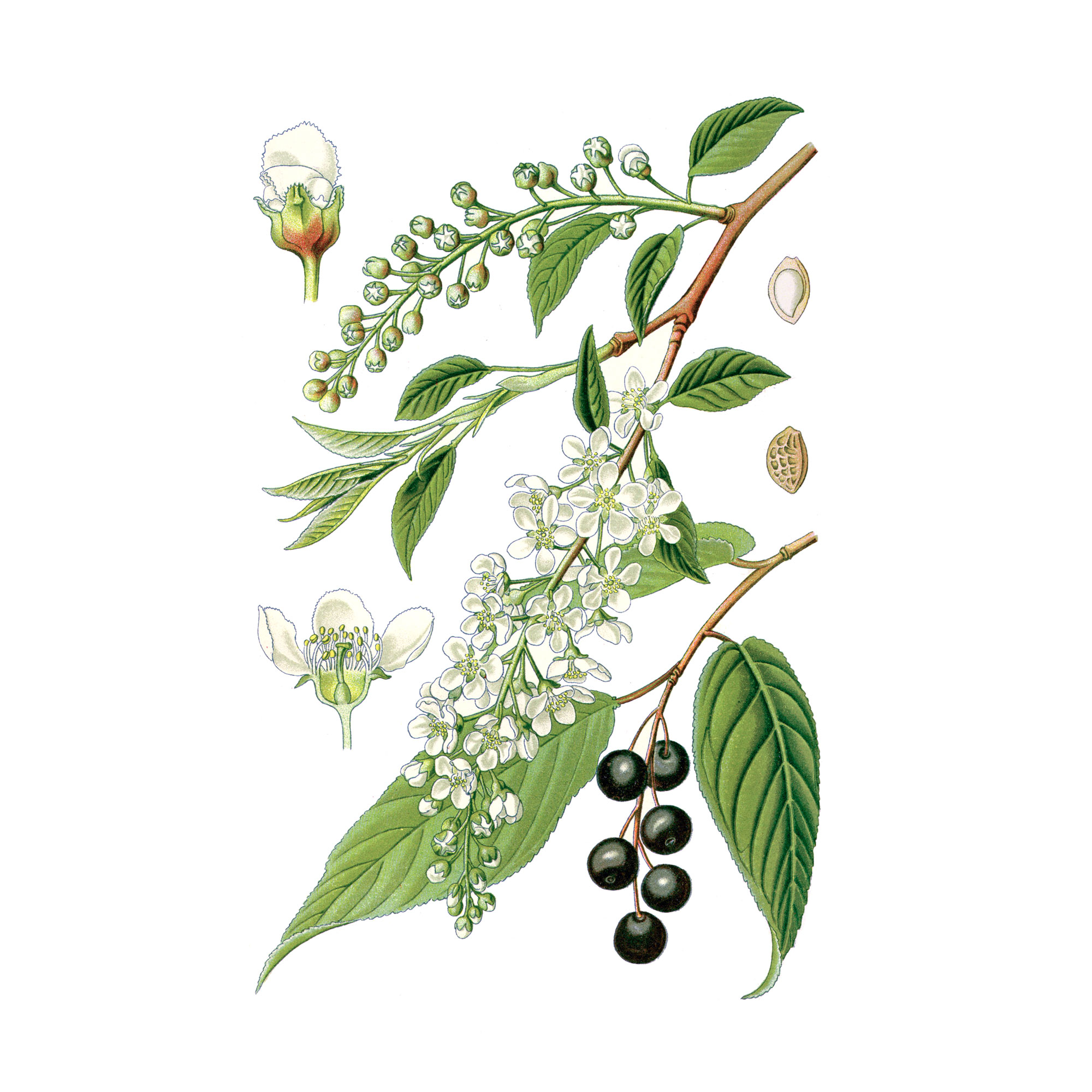 Экстракт плодов черемухи Live Extract, купить от производителя «Травы Байкала» оптом