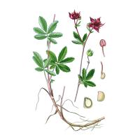 Экстракт корня сабельника болотного Live Extract