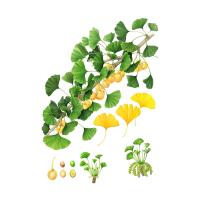 Экстракт листьев гинкго двулопастного Live Extract